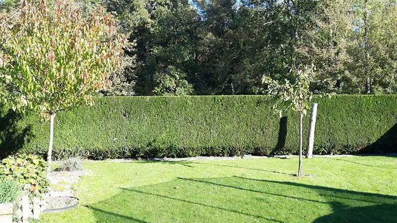 Haie de fond de jardin après la taille