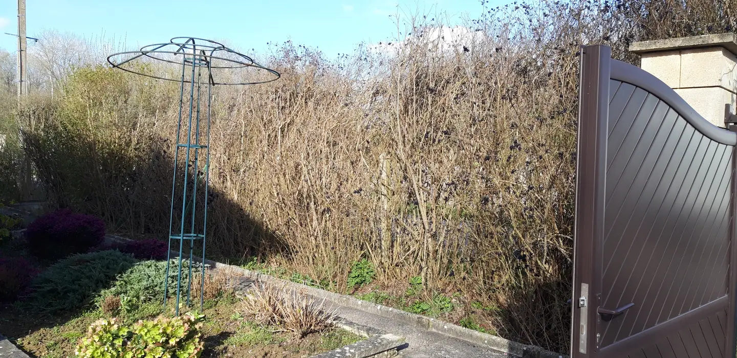 Haie sèche et clairsemée derrière un massif fleuri, avant travaux
