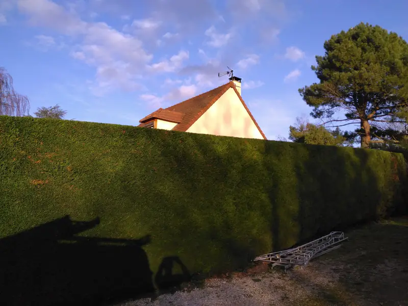 Grande haie taillée droite au soleil couchant