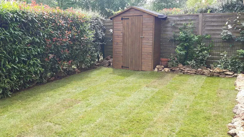 Gazon en plaques neuf devant un abri de jardin en bois
