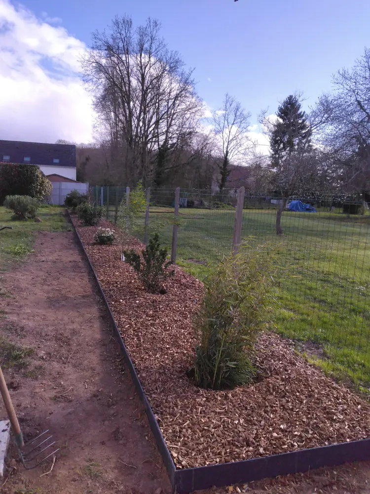 Jeune haie libre plantée, bordure et paillage de copeaux