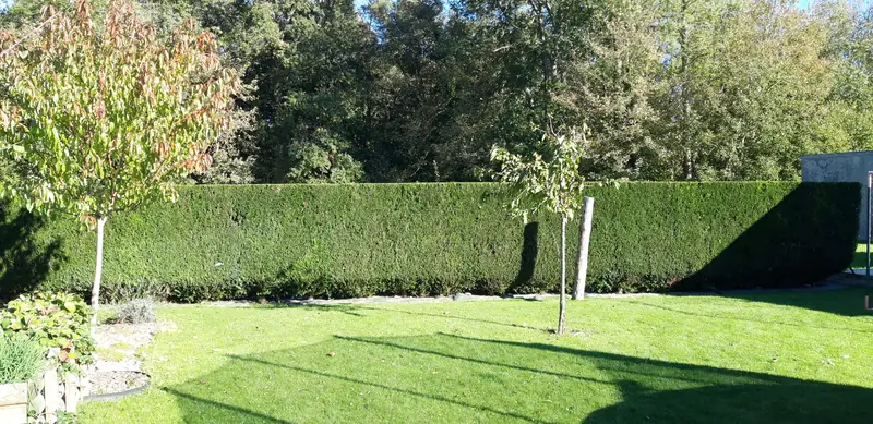 Haie de fond de jardin taillée droite, pelouse au soleil