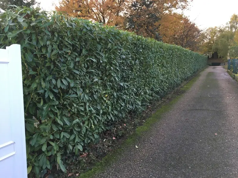 Haie de laurier taillée le long d’une allée