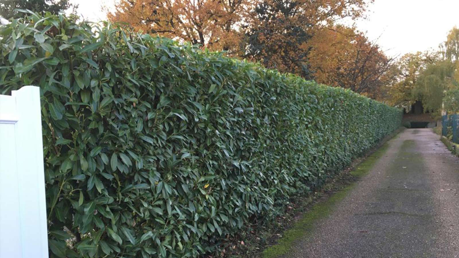 taille de 100ml de laurier 1