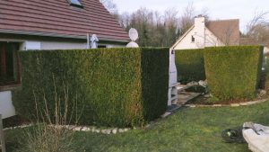 Taille d'une haie