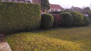 Entretien taille haie + arbuste - Réalisation VB Jardin
